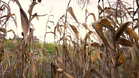 Sunset on Maize field Stock Footage