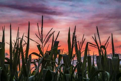 Sunset Maize Stock Photos