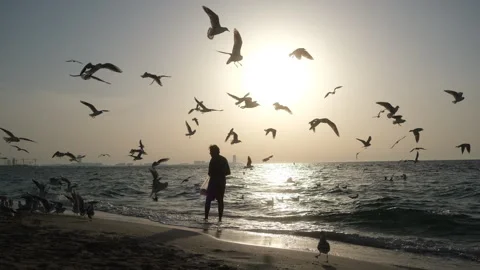 At sunset, a man feeds seagulls on the beach, enjoying tranquility Stock Footage 308644804