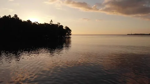 Sunset mangroves Stock Footage 300168539