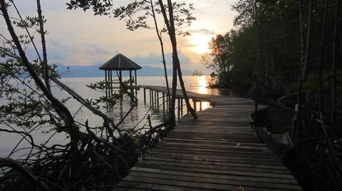 Sunset in mangroves forest Stock Footage 56715087