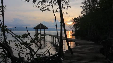 Sunset in mangroves forest Stock Footage 56715307