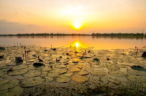 Sunset on the marsh. Stock Photos