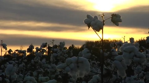  sunset, MCU cotton balls Stock Footage 57650365