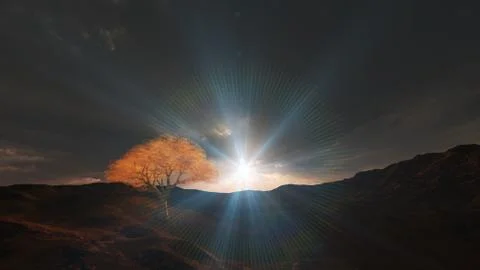 Sunset at meadow and lonely tree Stockillustratie