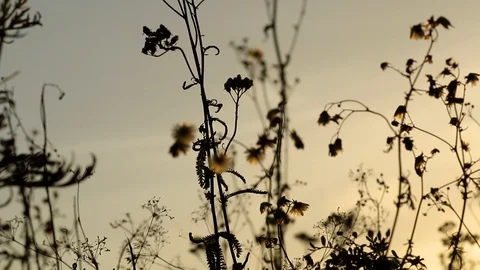 Sunset on a meadow Stock Footage 90118351