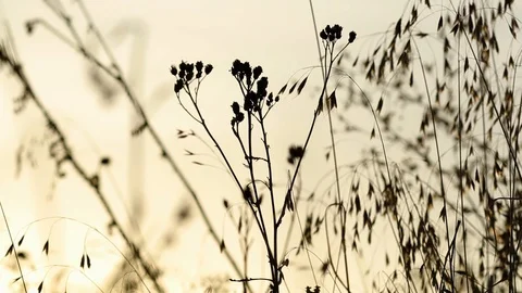 Sunset on a meadow Stock Footage 90232107