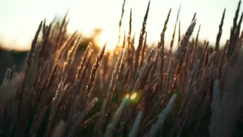 Sunset Meadow Grass Blades. Stock Footage 306648384
