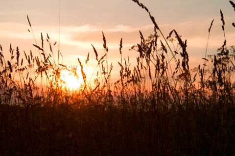 Sunset in the meadow Foto stock