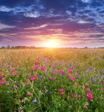 Sunset on meadow Stock Photos