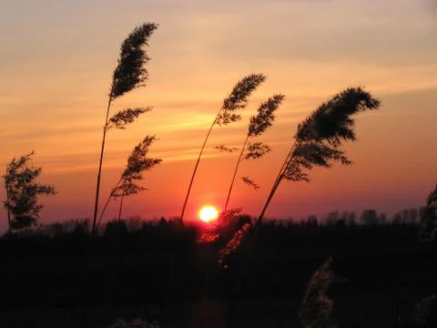 Sunset at a meadow Stock Photos