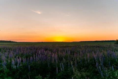 Sunset in the meadow Stock Photos