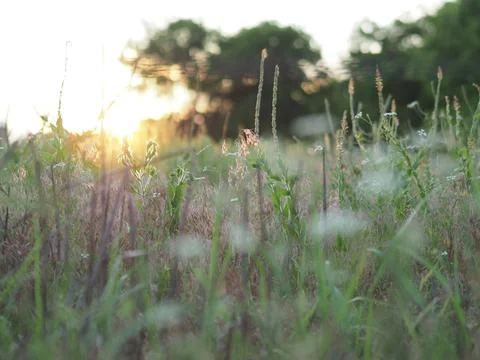 Sunset Meadow Stock Photos