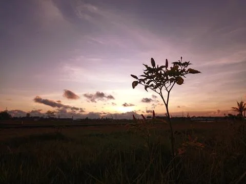 Sunset in the meadow Stock Photos