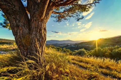 Sunset, Meadow, Sunlight image Stock Photos