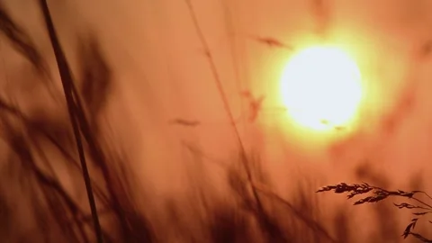 Sunset in the meadow. Tall grass in the sun. Stock Footage 140854025