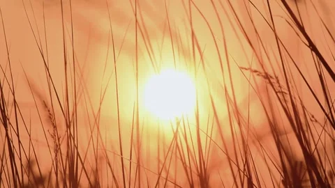 Sunset in the meadow. Tall grass in the sun. Stock Footage 140970446
