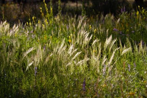 Sunset Meadow View Stock Photos