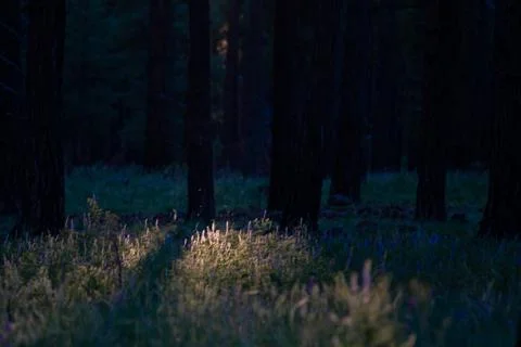 Sunset Meadow View Stock Photos