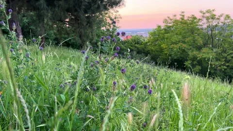 Sunset Meadow with Wildflowers and Trees Stock Footage 276711175