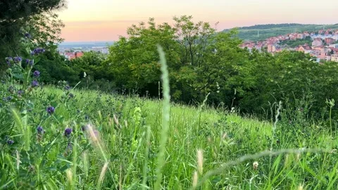 Sunset Meadow with Wildflowers and Trees Stock Footage 276911007