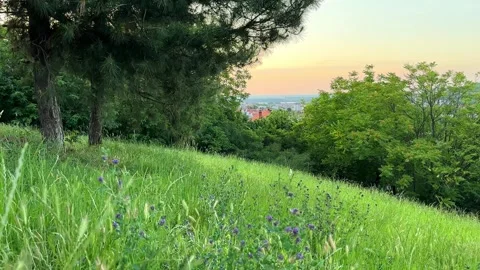Sunset Meadow with Wildflowers and Trees Stock Footage 276962347