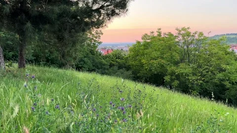 Sunset Meadow with Wildflowers and Trees Stock Footage 277263274