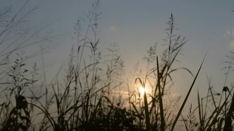Sunset in the meadows 2 Stock Footage 86522414