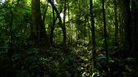 Sunset In A Mexican Jungle 4K 動画素材 235462010