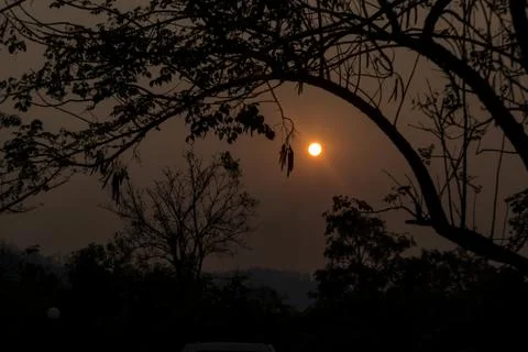 Sunset middle of the forest Stock Photos