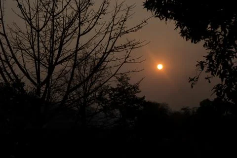 Sunset middle of the forest Stock Photos