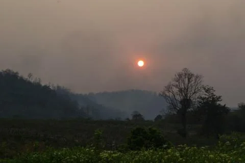 Sunset middle of the forest Stock Photos