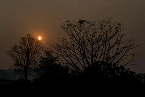 Sunset middle of the forest Stock Photos