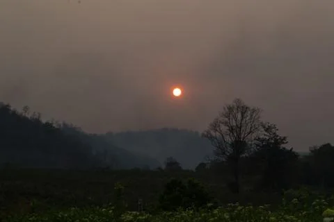 Sunset middle of the forest Stock Photos