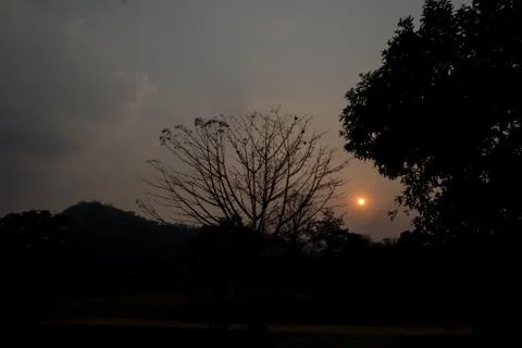 Sunset middle of the forest Stock Photos