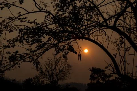 Sunset middle of the forest Stock Photos