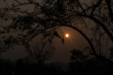 Sunset middle of the forest Stock Photos