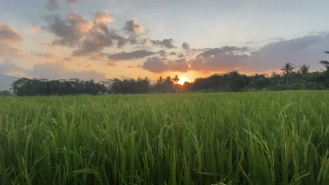 The sunset in the middle of the rice fields Stock Footage 279155673