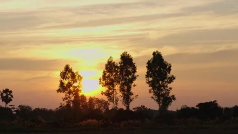 Sunset in the middle of rice fields Stock Footage 303044334