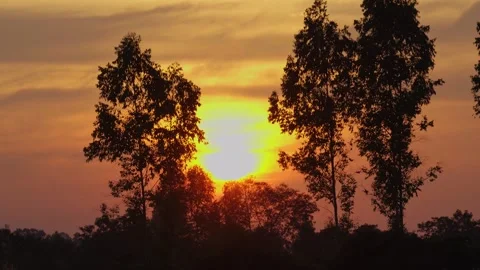 Sunset in the middle of rice fields Stock Footage 303044646