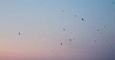 Sunset Migration: Silhouettes of Birds in the Evening Sky Stock Footage 276976654