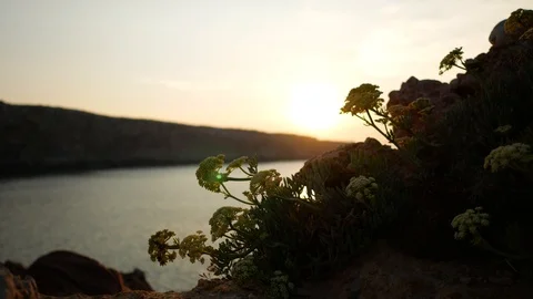 Sunset in Minorca, the sea, the sun, the coast and the flowers Video stock 101264206