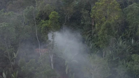 Sunset Mist In The Rainforest Drone Shot Africa Ethiopia Coffee Farm 4K Stock Footage 169587686