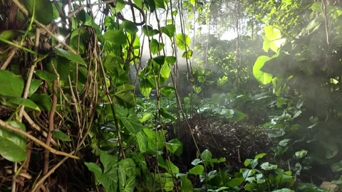Sunset Misty Jungle 4k Drop Down shot , Arrowhead &amp; Pothos Vines Stock Footage 323459391