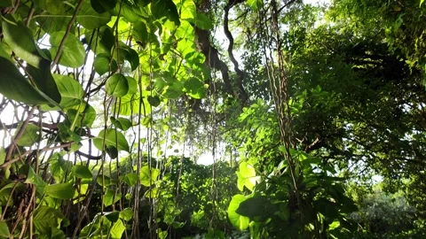 Sunset Misty Jungle 4k Dynamic Rise Tilt down , Arrowhead &amp; Pothos Vines Stock Footage 323460232