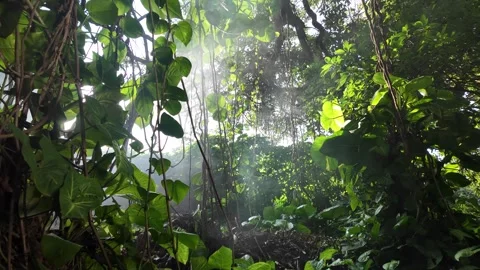 Sunset Misty Jungle 4k Dynamic Slider Push-In Tilt up, Arrowhead &amp; Pothos Vines Stock Footage 323468009