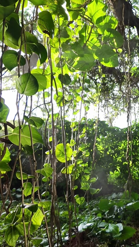 Sunset Misty Jungle 4k Vertical Video Dynamic Slider Push-In, Pothos Vines Stock Footage 323735131