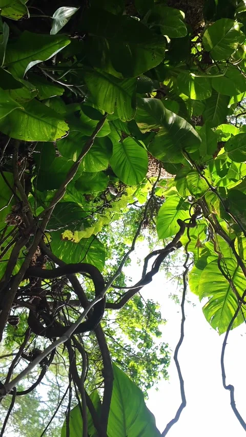 Sunset Misty Jungle Canopy 4k Vertical Video Slider Push-In, Pothos Vines Stock Footage 323735372