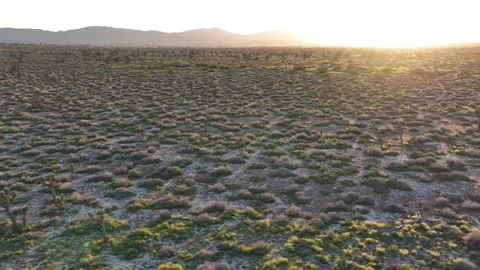 Sunset Mojave Desert Joshua Trees in Palmdale Aerial Shot Orbit R California USA Stock Footage 340252380