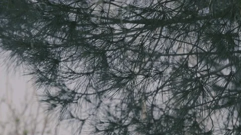 Sunset moments  of the tree 動画素材 236590518